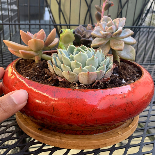 7.3 inch Round Succulent Planter Pots with Drainage Hole Bonsai Pots Garden Decorative Cactus Stand Ceramic Glazed Flower Container Red, with Bamboo Tray